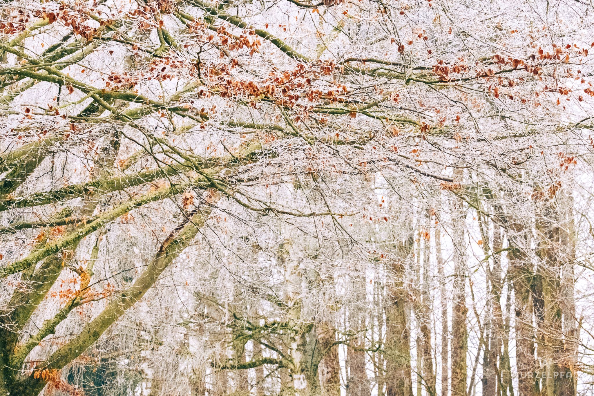 Blätterdach im Winter